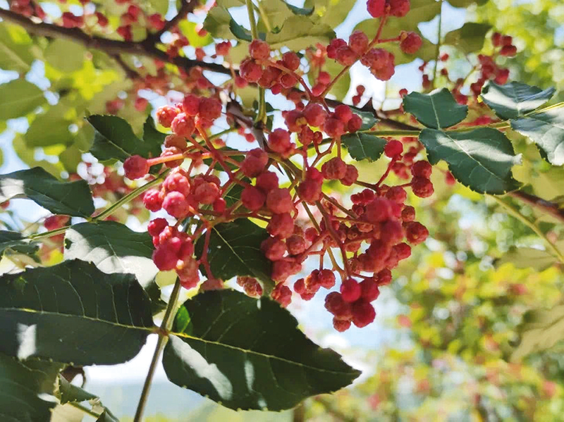 鳳縣：“椒”香四溢滿枝頭