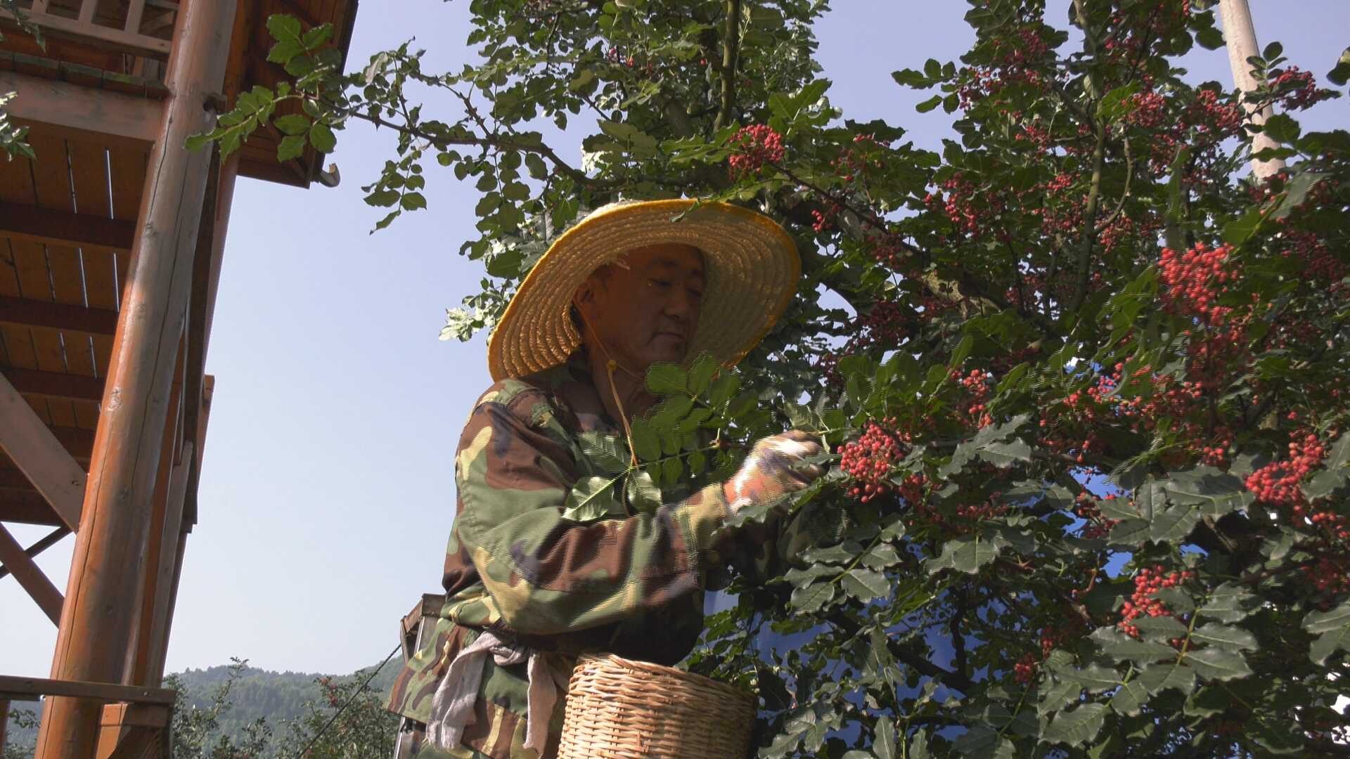 凤县：花椒产业为乡村振兴增“香”添“味”